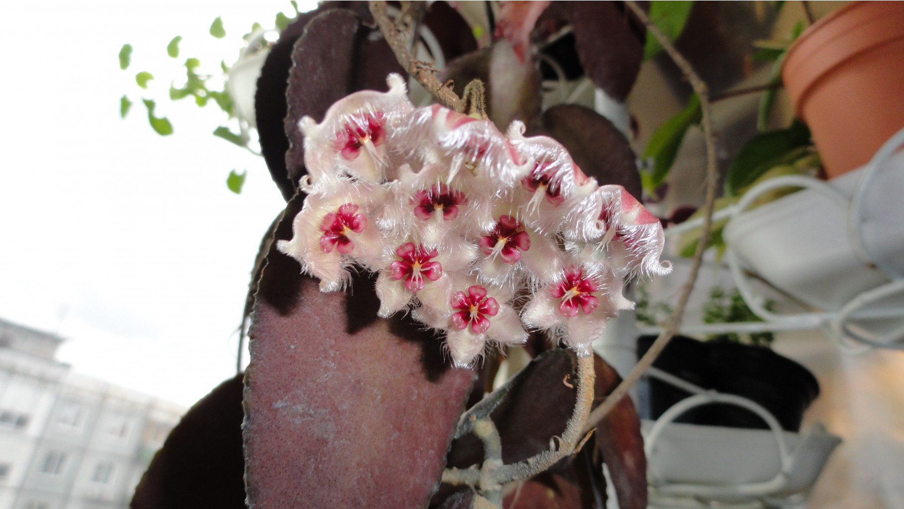 Hoya caudata 