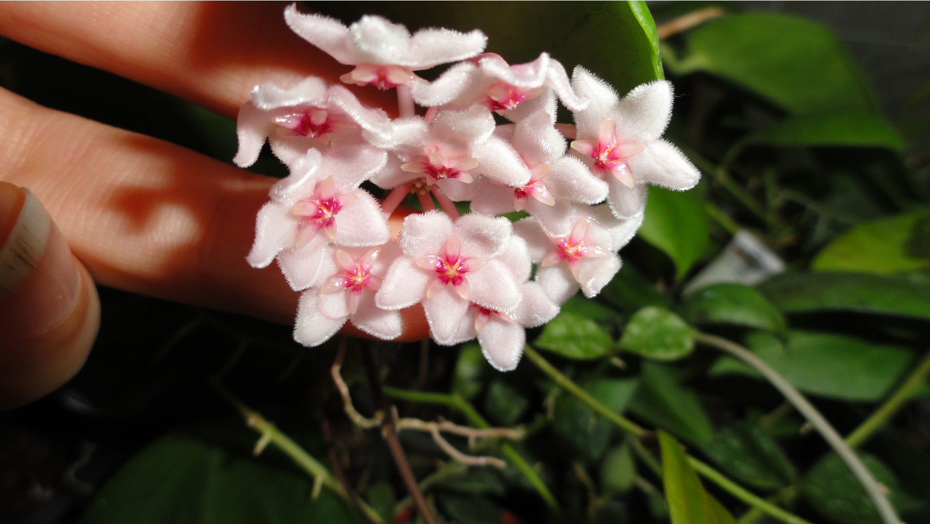 Hoya anulata -  .