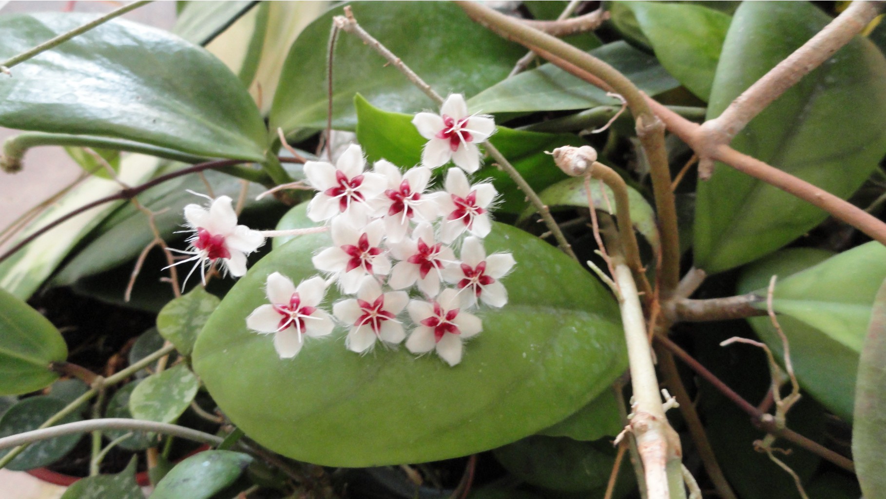 Hoya flagellata 