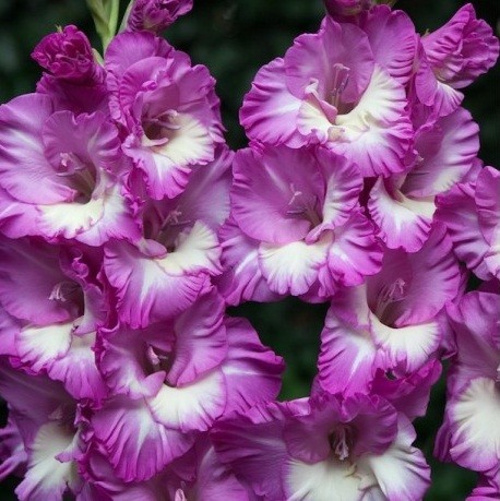 Гладиолус Анук 96р