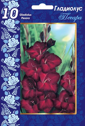 Гладиолус Песара  102 р