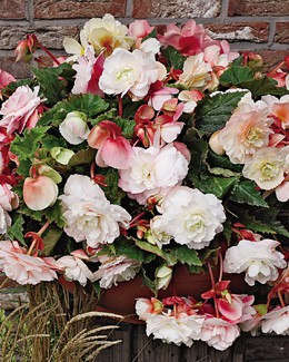 Бегония Одората розово-белая 172,8р