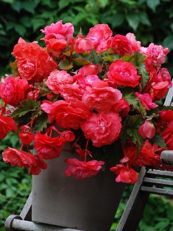 Бегония Одората розово-красная 172,8р