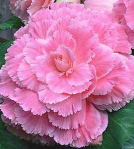 Бегония Пикоти Лейс Пинк 156р