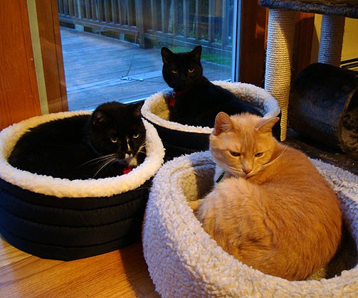 cats-in-beds.jpg