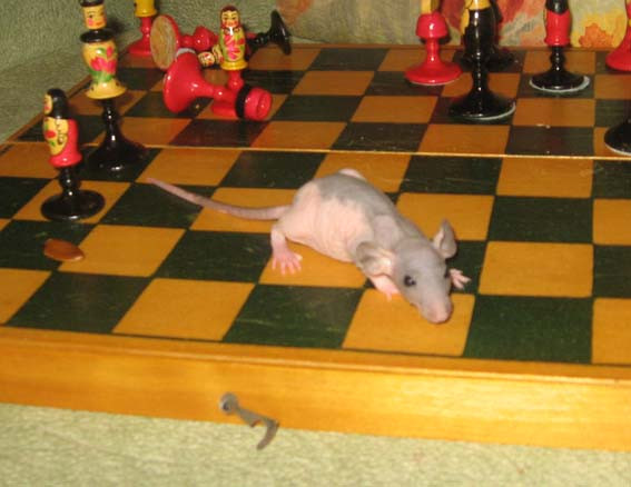 играем