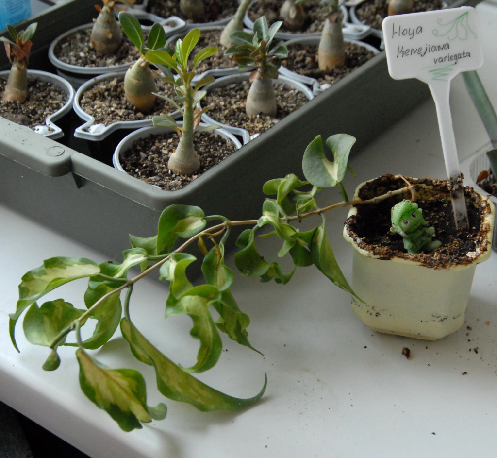 KENEJIANA VARIEGATA0414.JPG