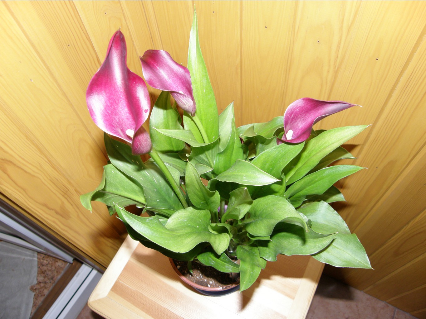 CALLA ZANTEDESCHIA  25.05.2010 21:51:40