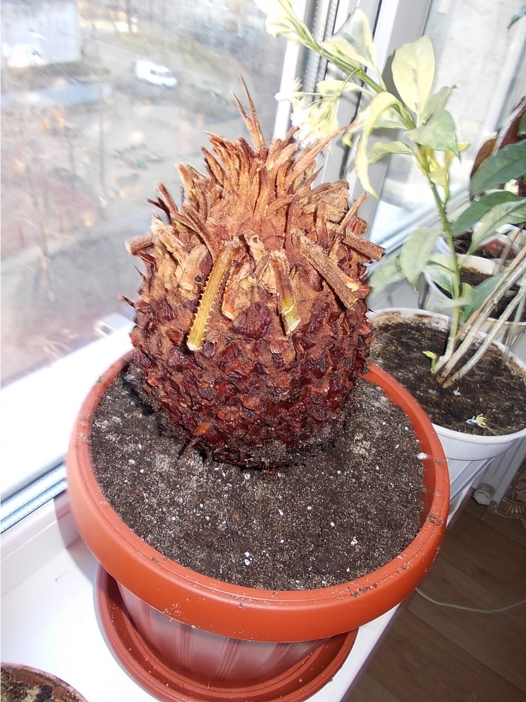 DSCN4316.JPG
