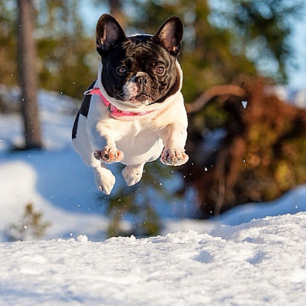 lahja_french_bulldog_snow_mikkolo77.jpg