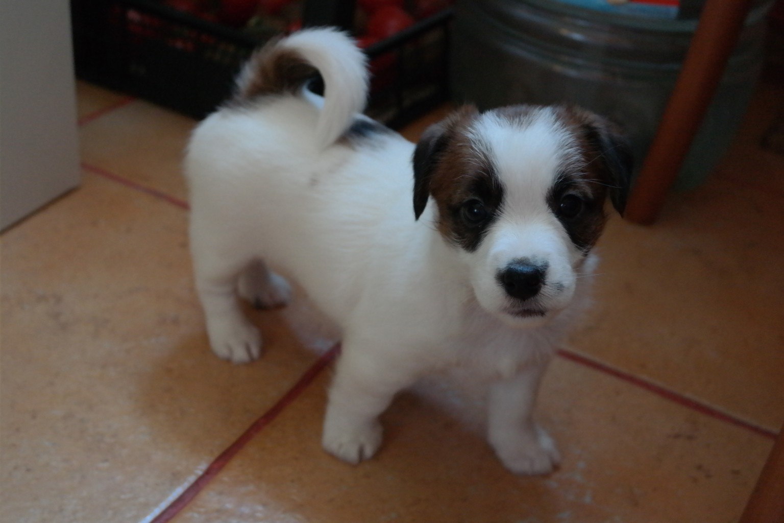 SAM_0077.JPG
