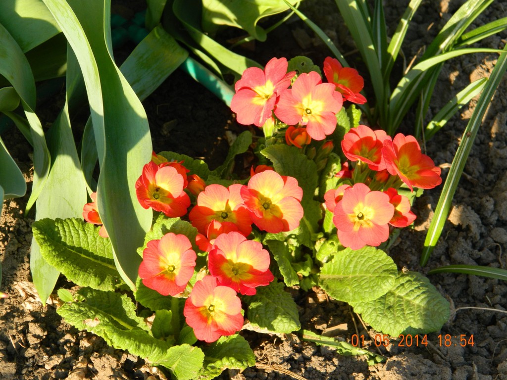 DSCN4779.JPG