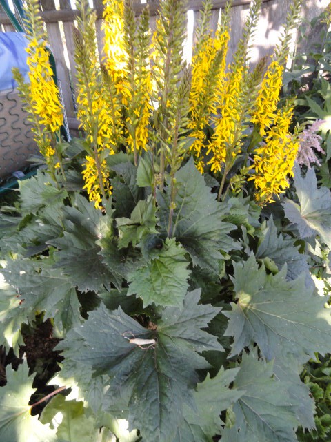   -- Ligularia stenocephala 'The Rocket'