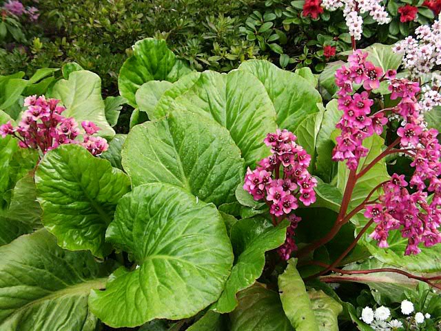 bergenia.jpg