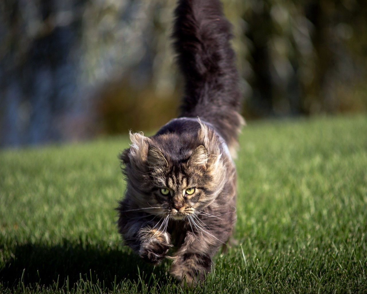 cat-fur-furry-grass-run-animals-2048x2560.jpg