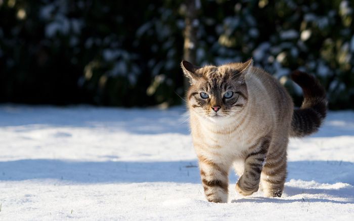 snowy-cat-08_centenico_by_display.jpg