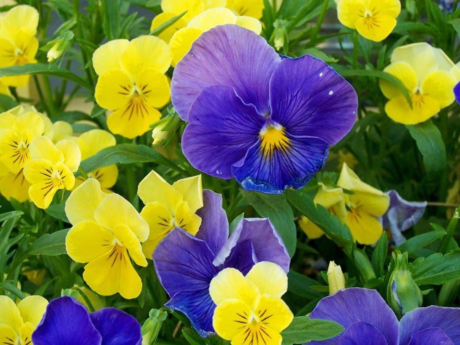 107476686_1275817837_pansies1.jpg