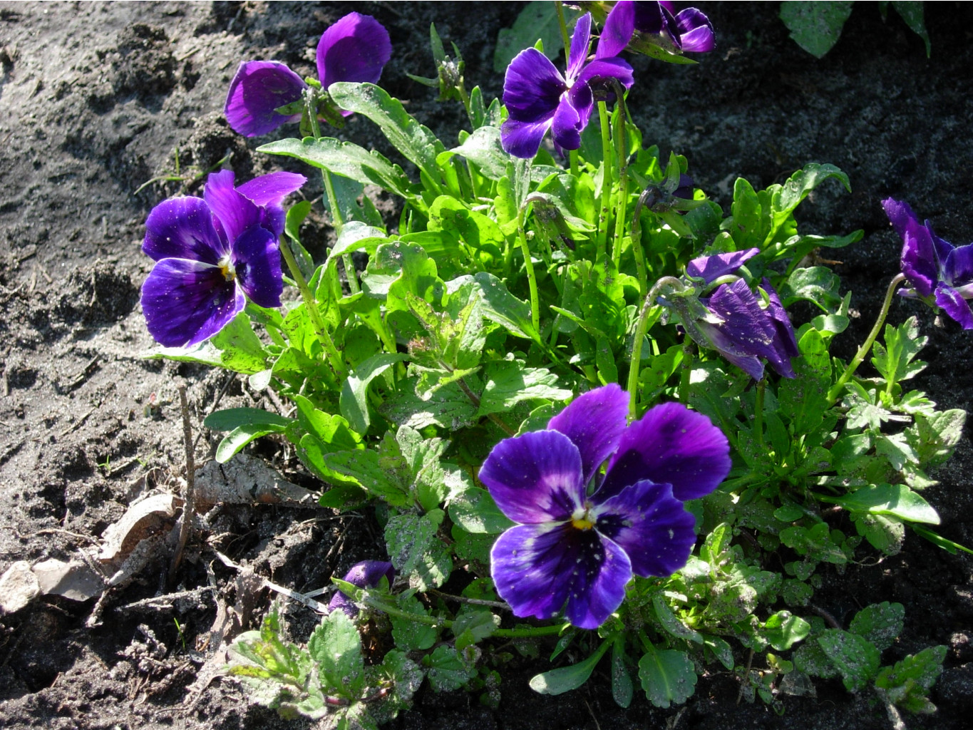 DSCN9130.JPG