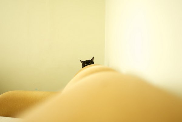 cats-12.jpg