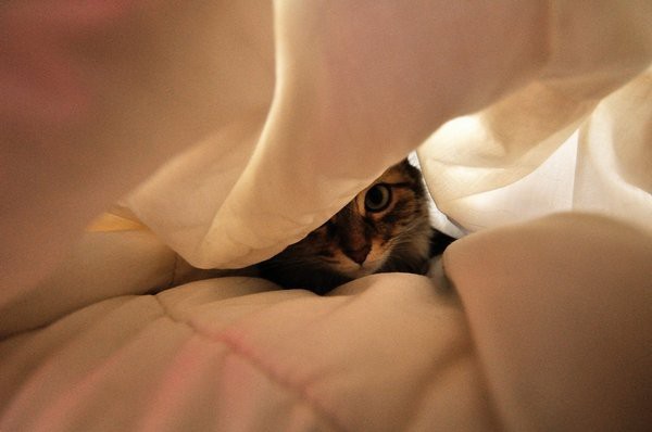 cats-15.jpg