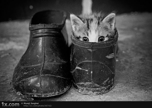 cats-25.jpg