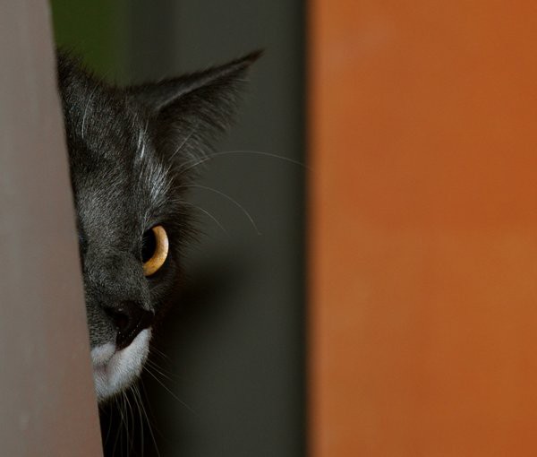 cats-31.jpg