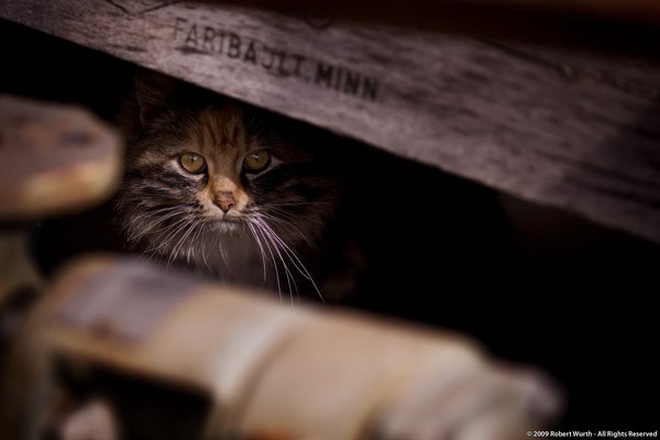 cats-37.jpg