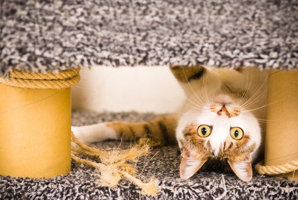 cats-52.jpg