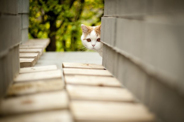 cats-54.jpg