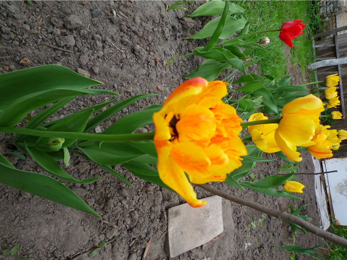 P1050596.JPG