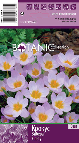 Crocus-Firefly-1 6,1.jpg