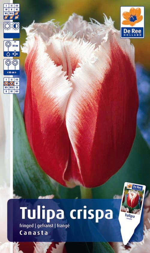 973-TULP-CANASTA11,0.jpg