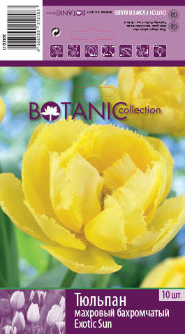 Tulip-Exotic-Sun-14,9.jpg