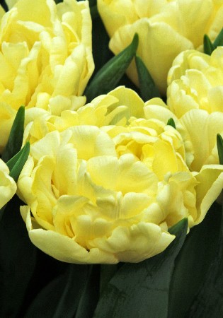 17,64.   ( 10 .   5.).jpg