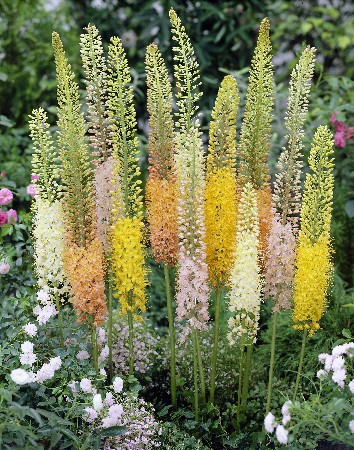 72,5.  (eremurus)    (   2 .,   1.).jpg