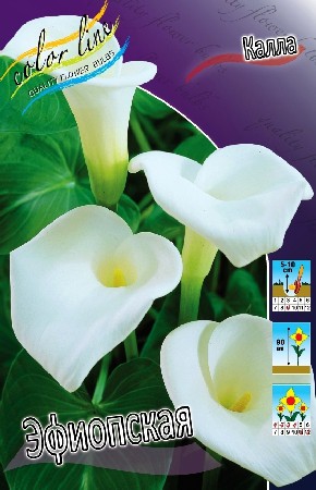 66,2.  (Zantedeschia)  (   2 .,   1.).jpg