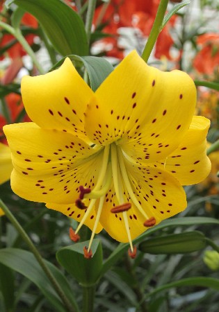 25,78.     (   10 .,   1.).jpg