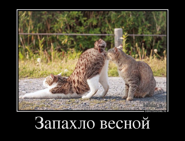 9118185_myauu-vesnoj-zapahlo-.jpg