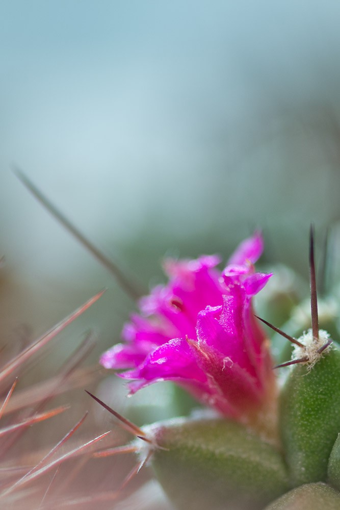 2012.03.07 Mammillaria sartorii