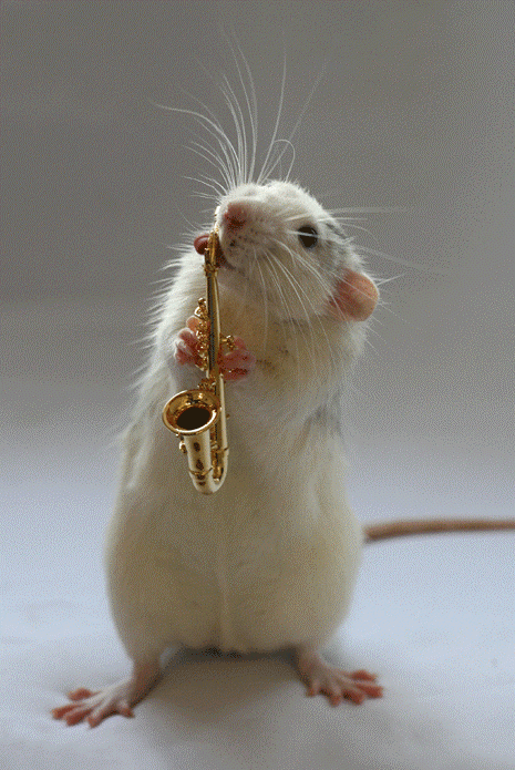 49594521_001_white_rats.jpg