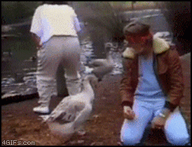 1255505868_goose_gooses.gif