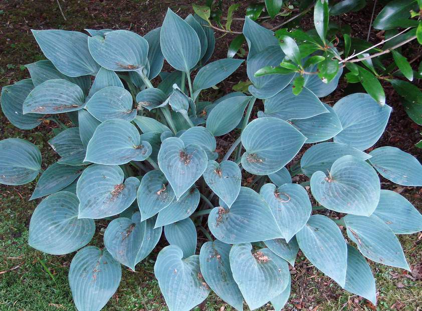 hosta_Blue_Cadet_m.jpg