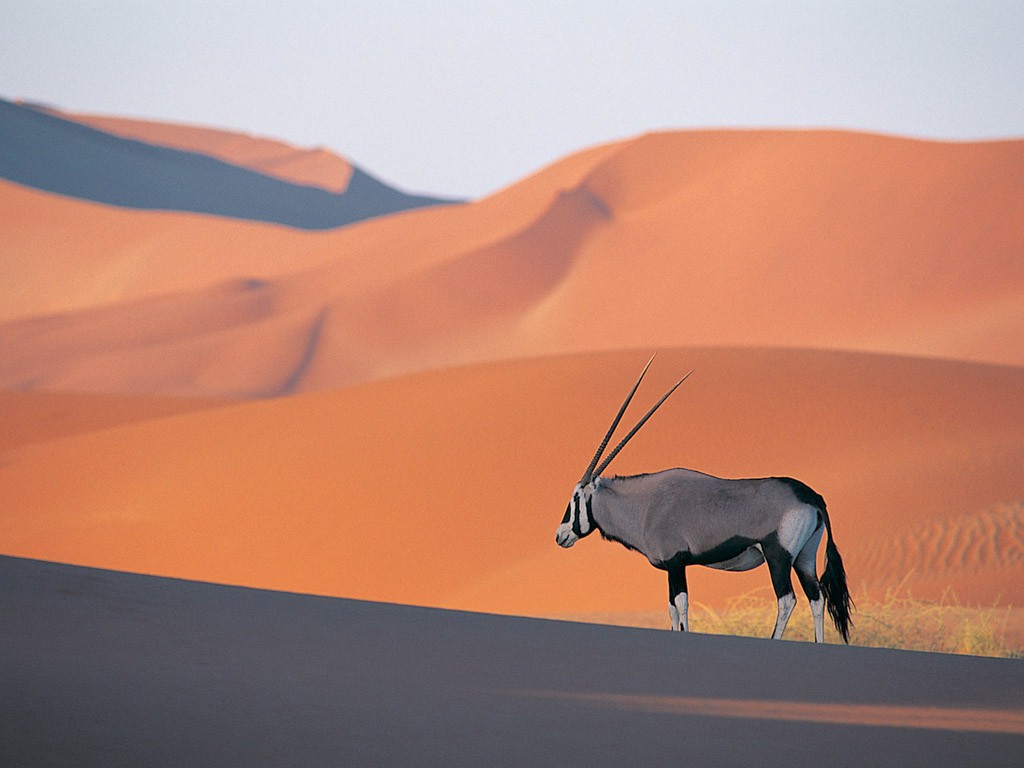 Oryx Antelope.jpg