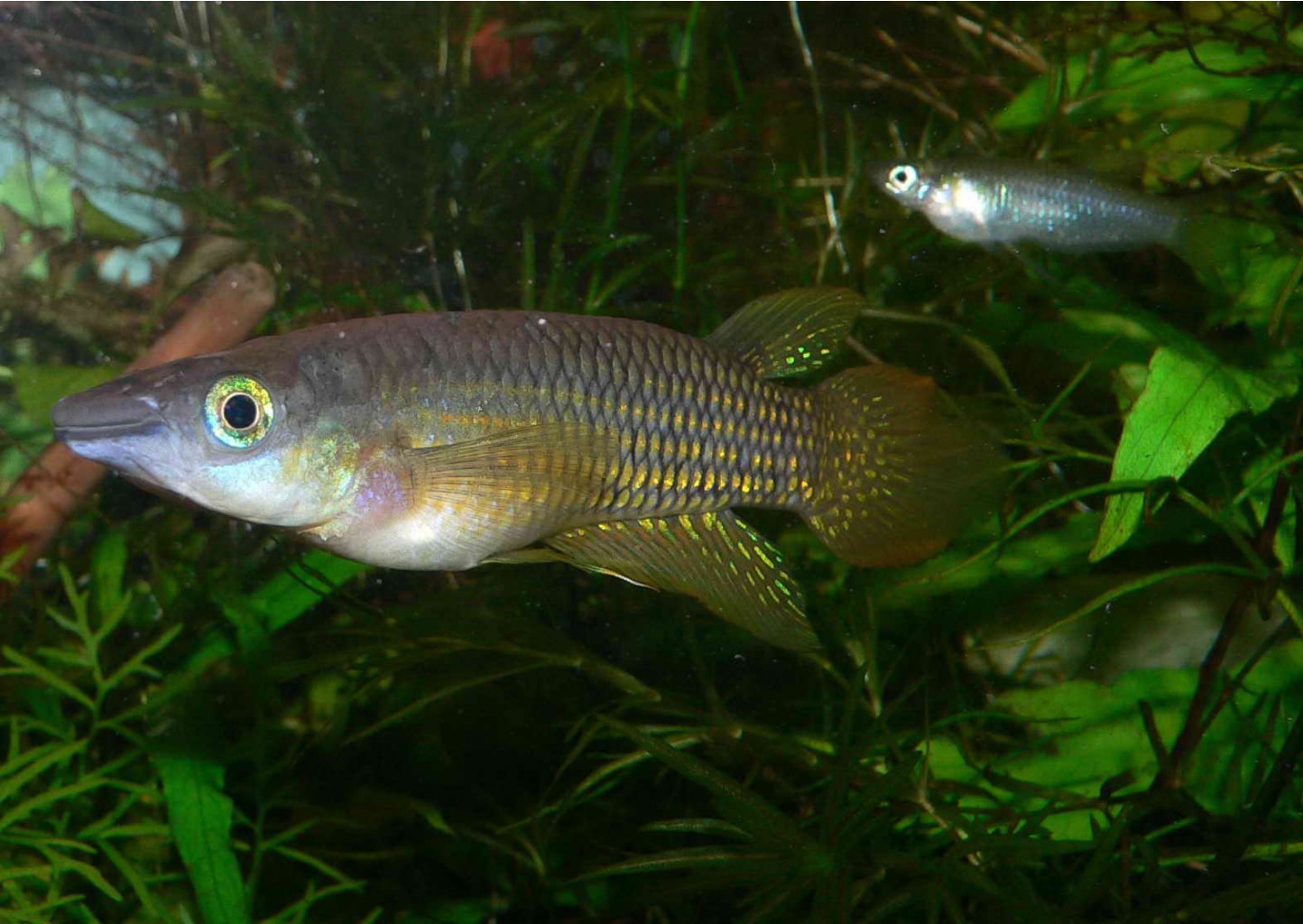 Alfaro & Aplocheilus lineatus Red ?