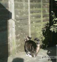 кот запрыгивает на забор.gif