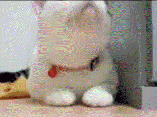 gifki-eroticheskie-gifki-kote-33685.gif