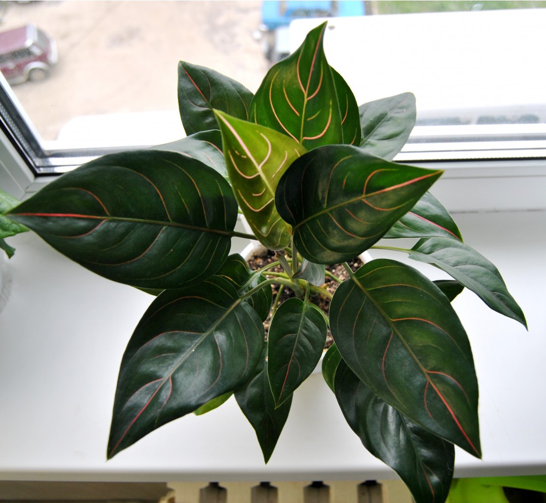 Aglaonema Rotundum