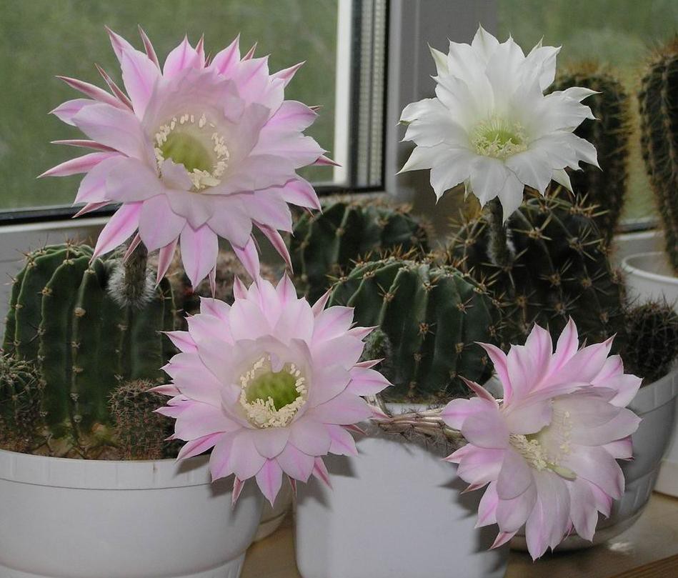 Echinopsis sp. 10.06.2010