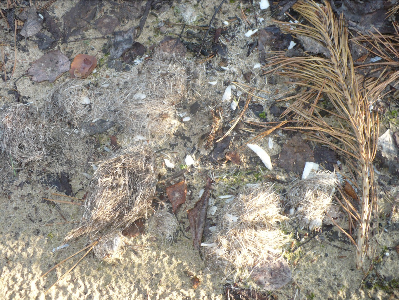 P1070442.JPG