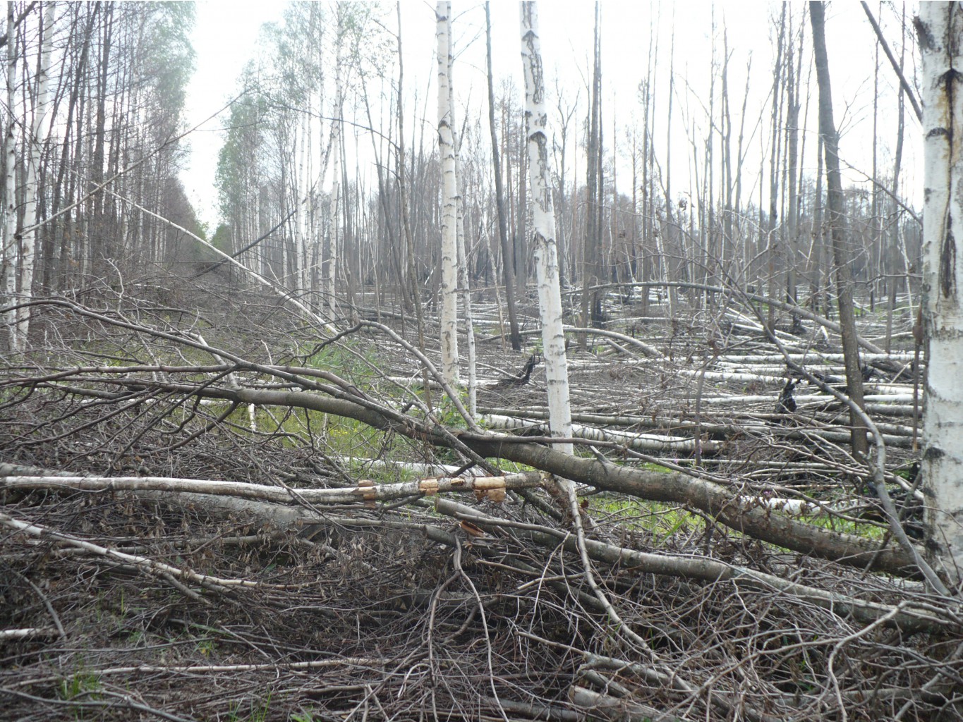 P1070529.JPG